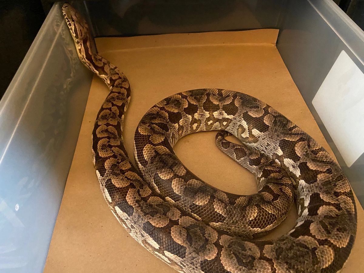 33QT IRIS REPTILE LINERS ( 50 per pack )